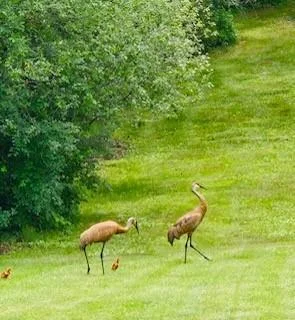 Examples of wildlife on the property
