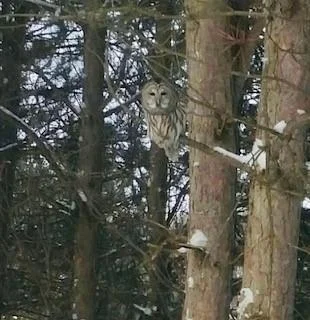 owls