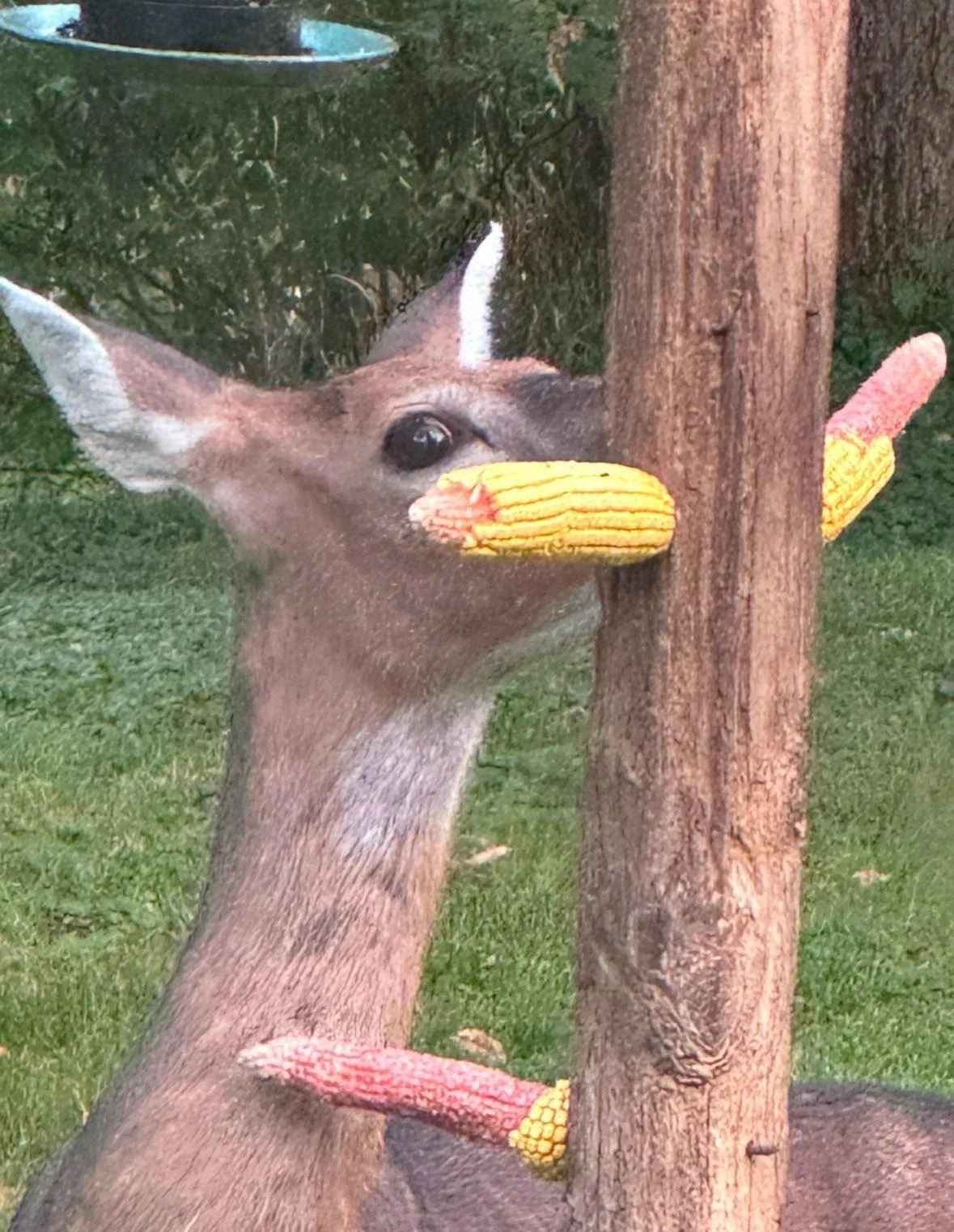 Wildlife.jpg