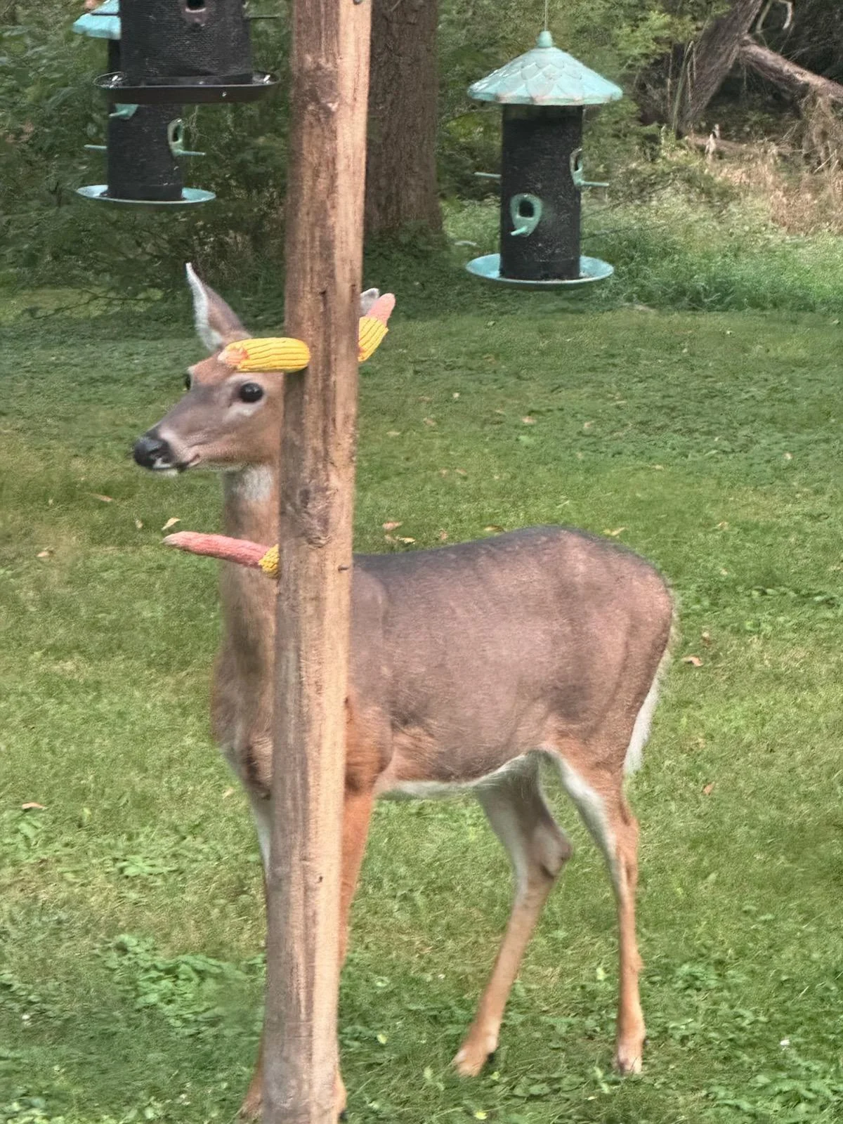 Wildlife 2.jpg