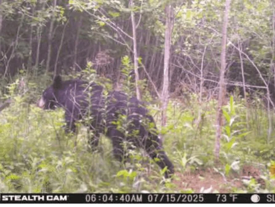 Bear