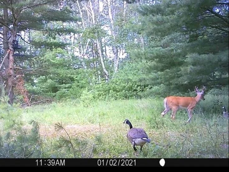 Heavy traffic from all sorts of wildlife