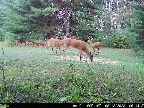 abundance of deer and wildlife