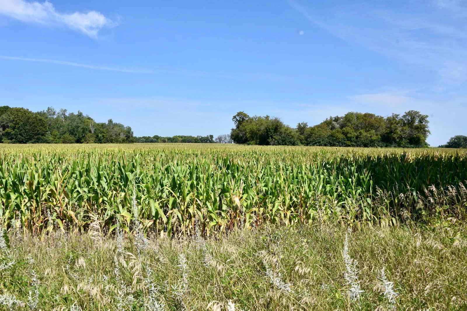 View from north boundary of subject property looking north across neighbors crop field.