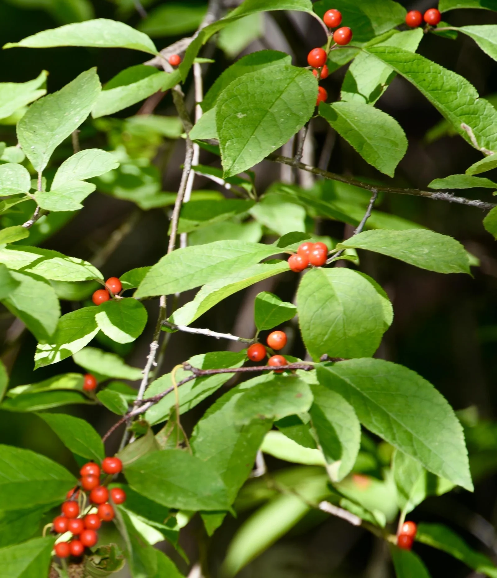 DSC_7112.JPG