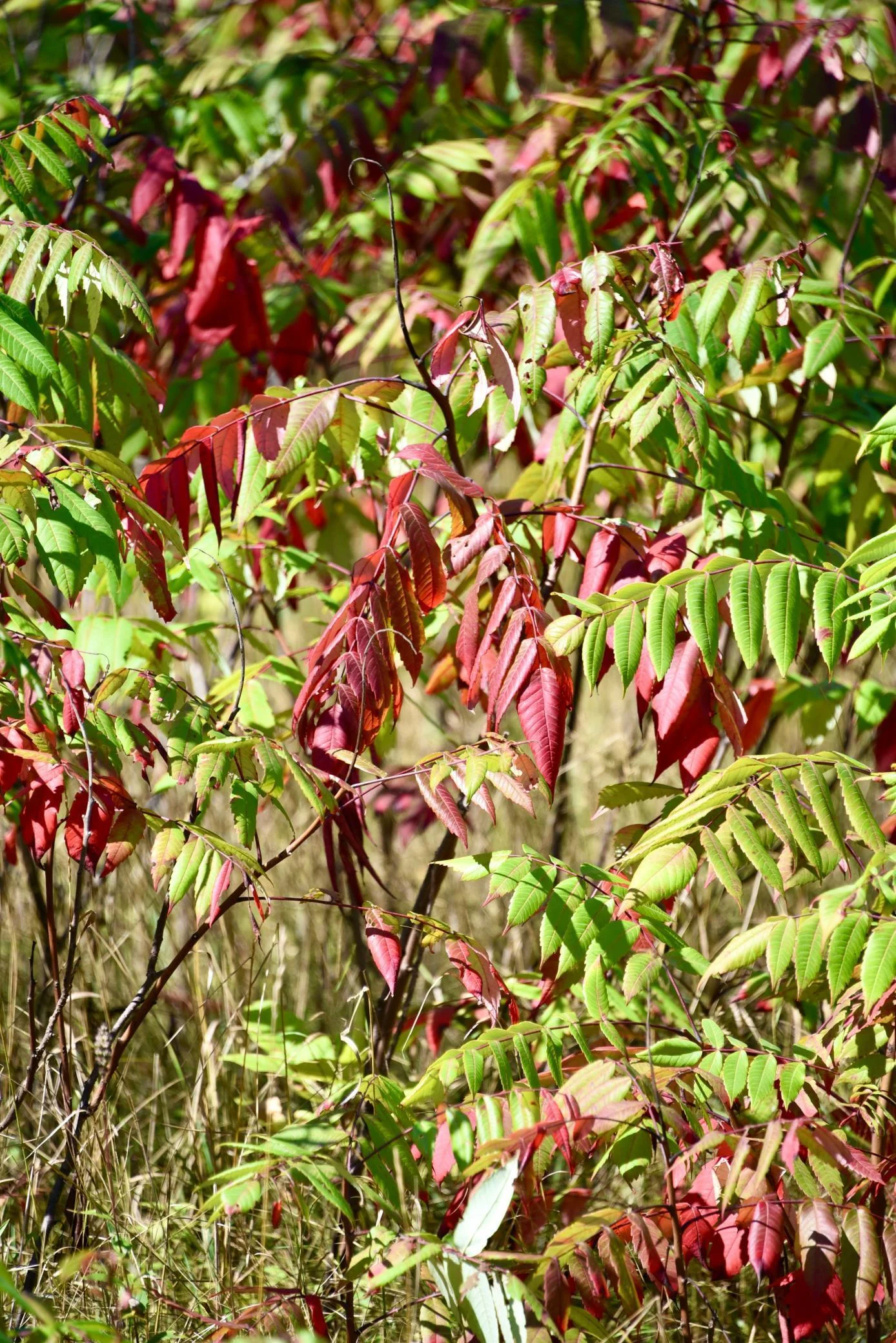 DSC_7099.JPG