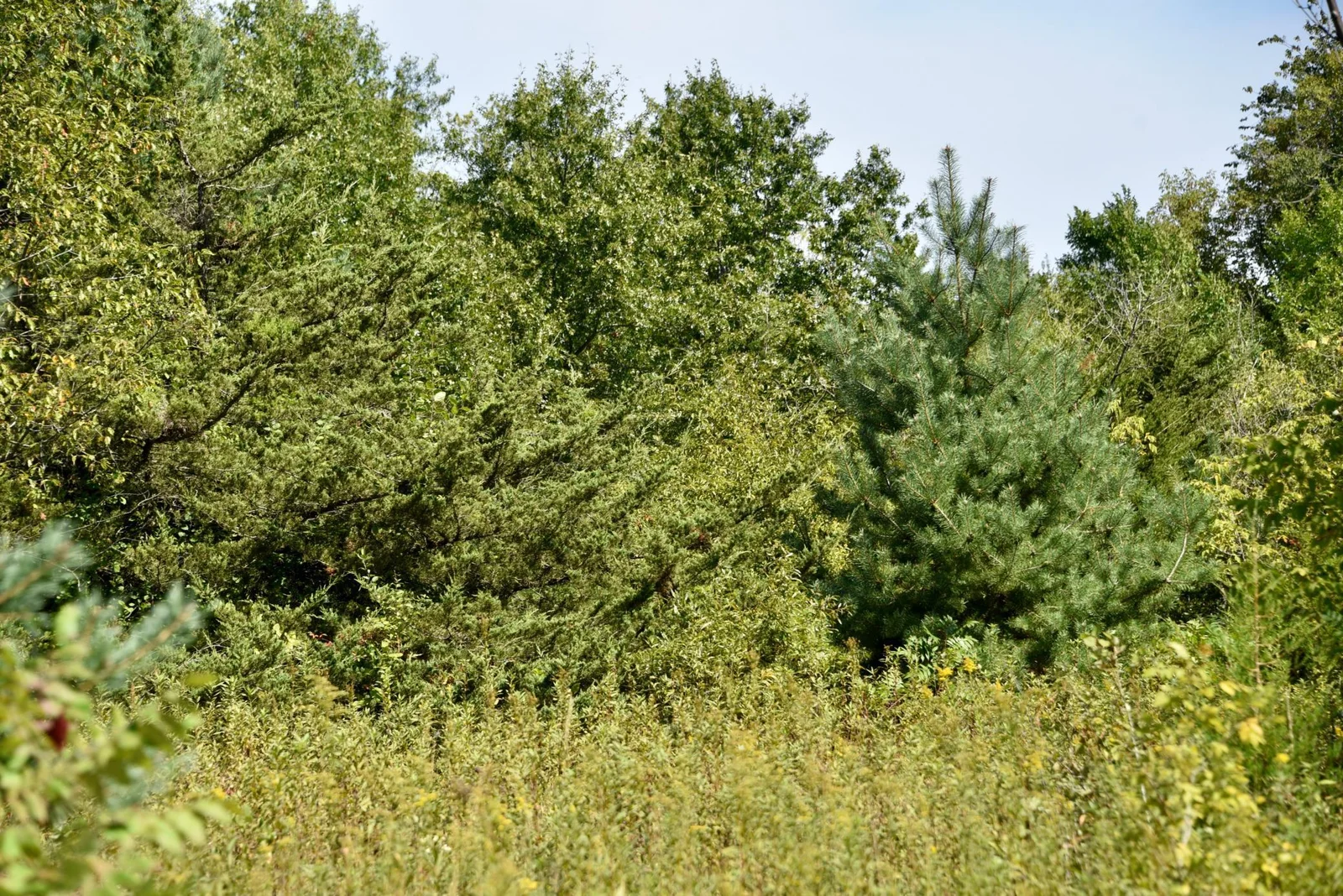 DSC_7115.JPG