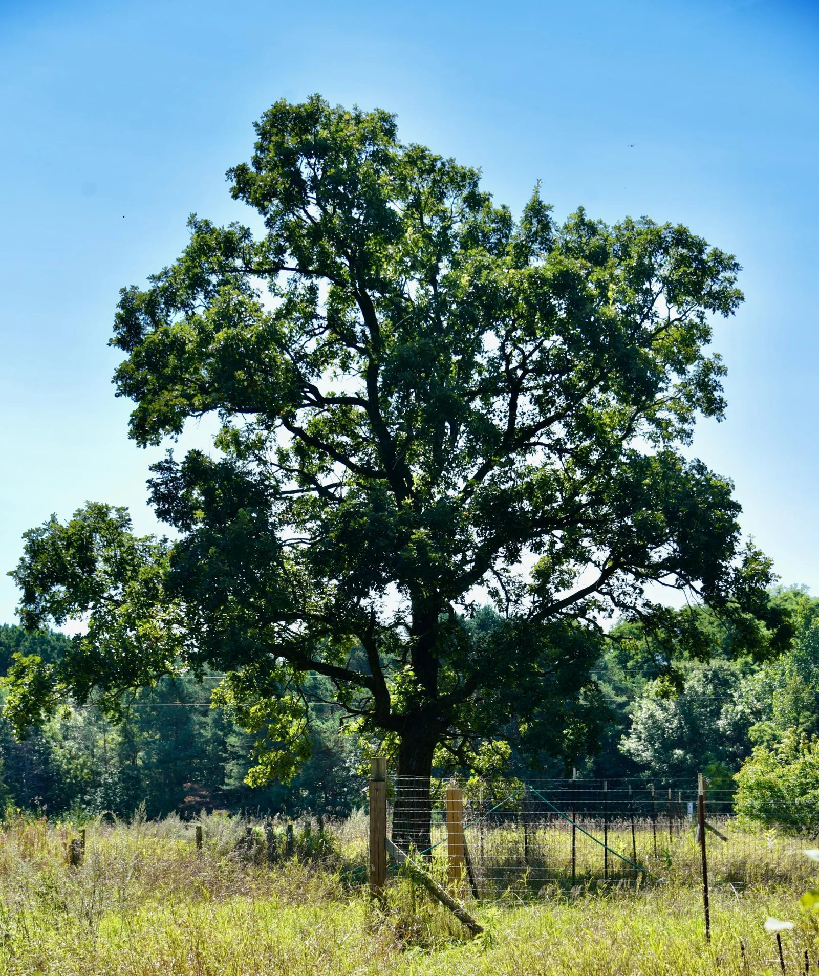 DSC_7096.JPG