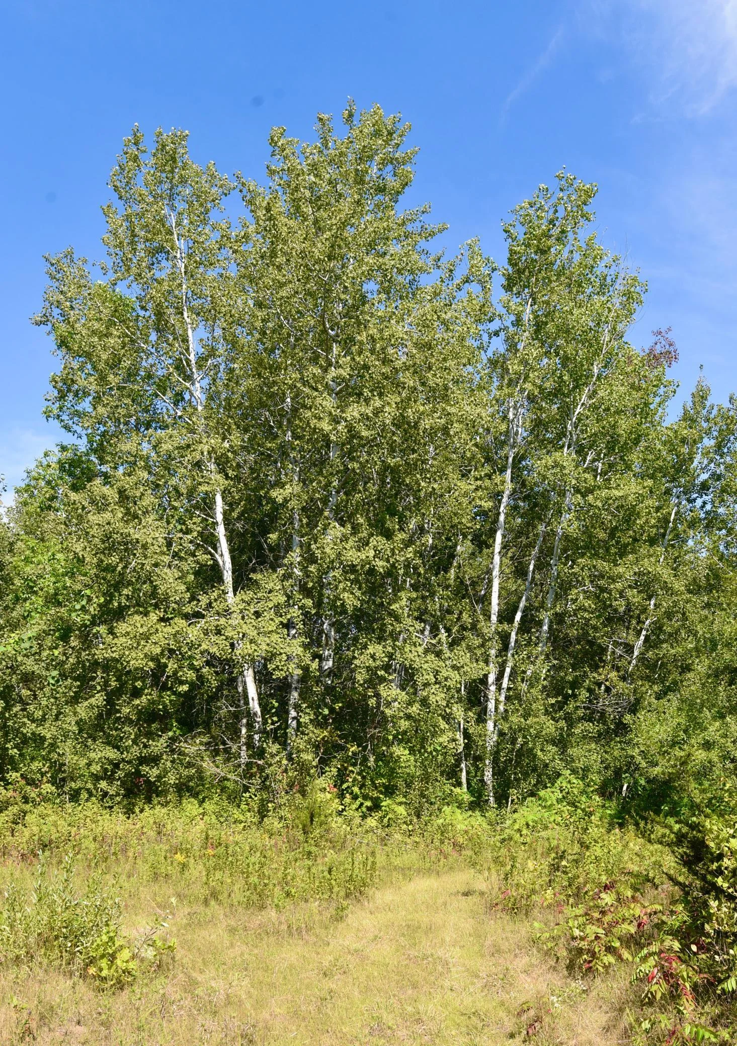 DSC_7100.JPG