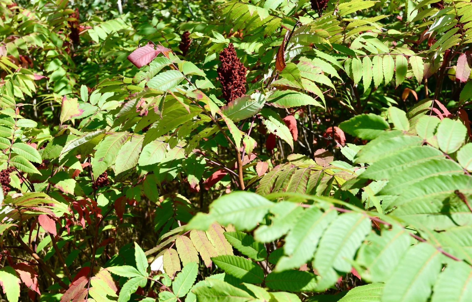 DSC_7110.JPG