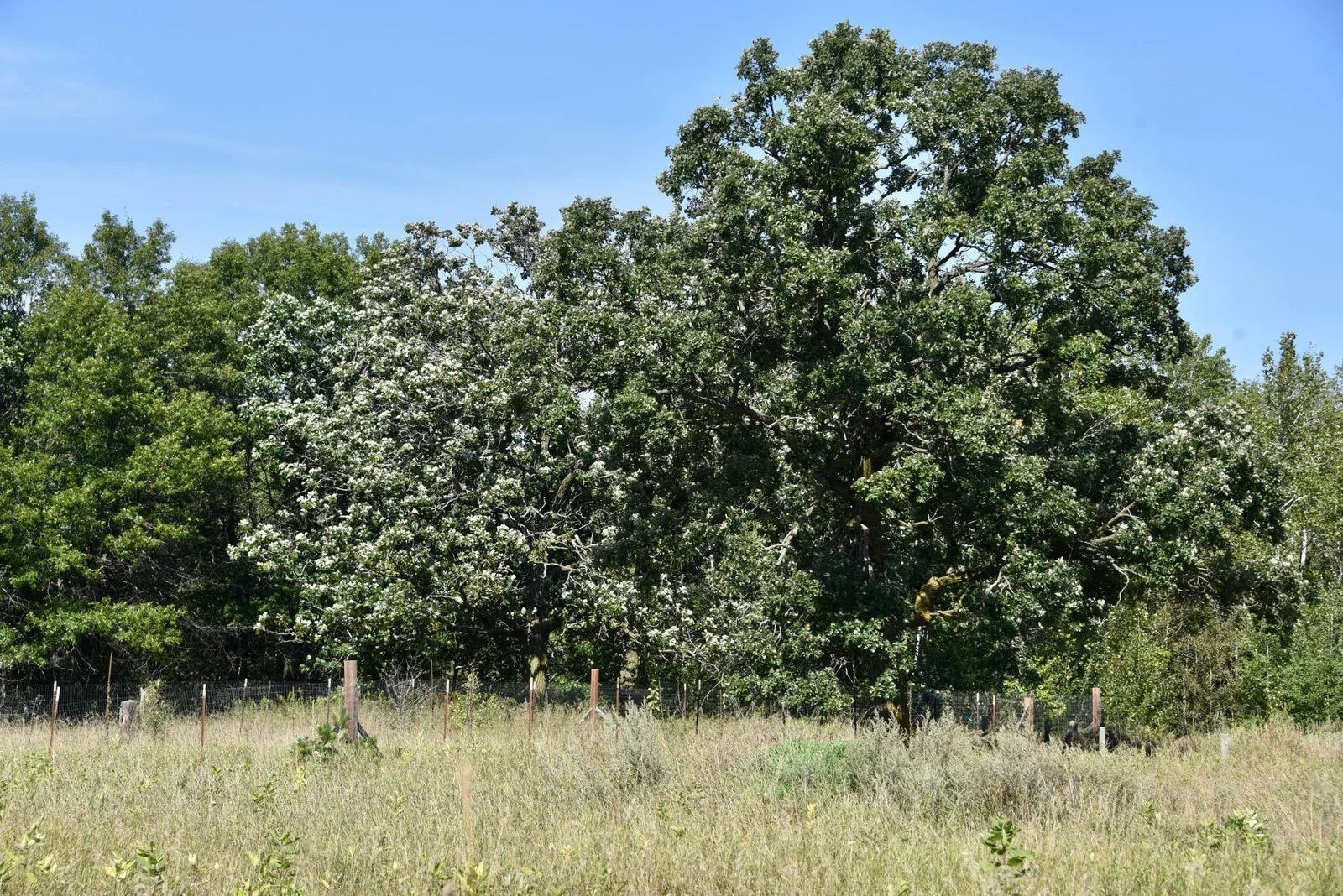 DSC_7126.JPG