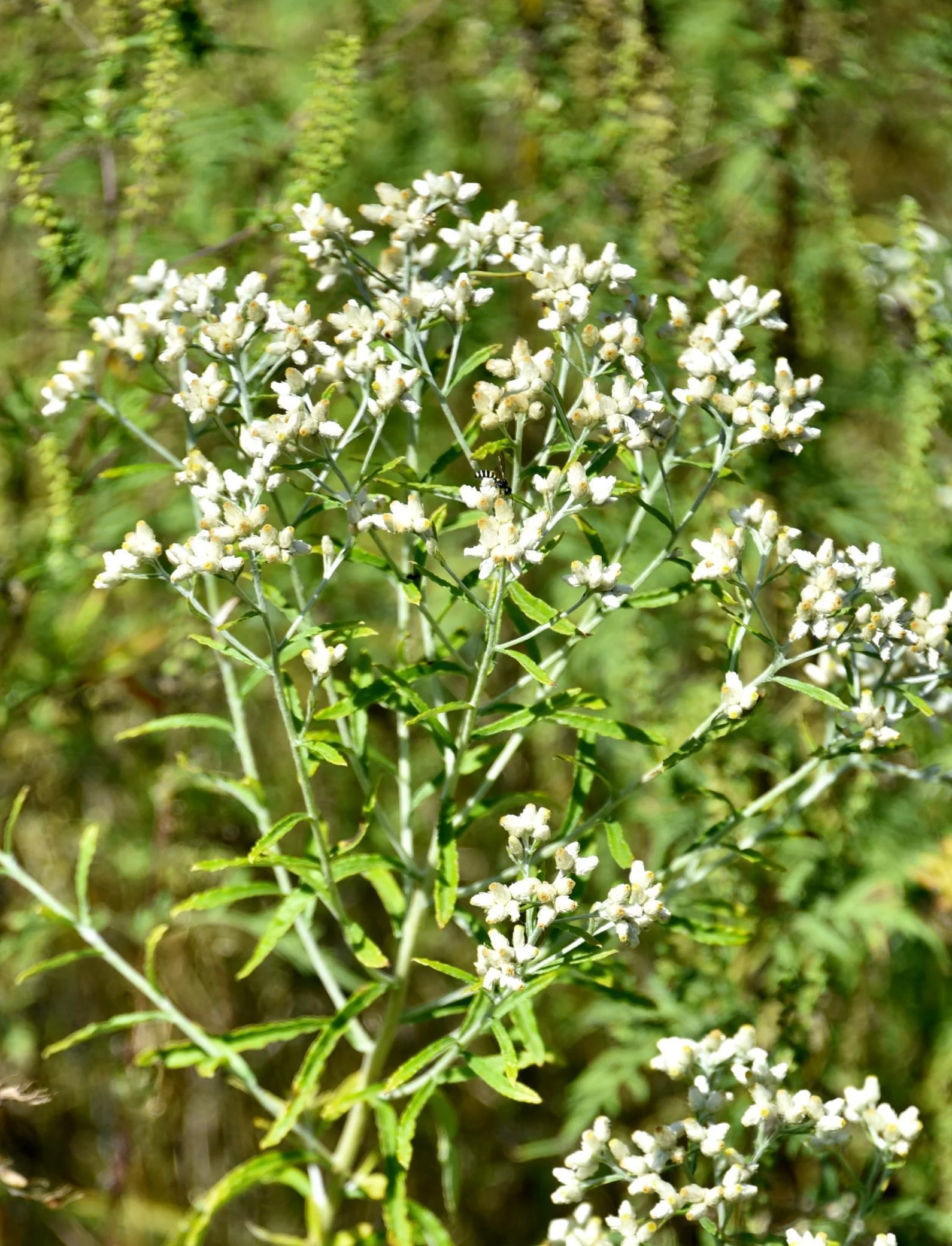 DSC_7118.JPG