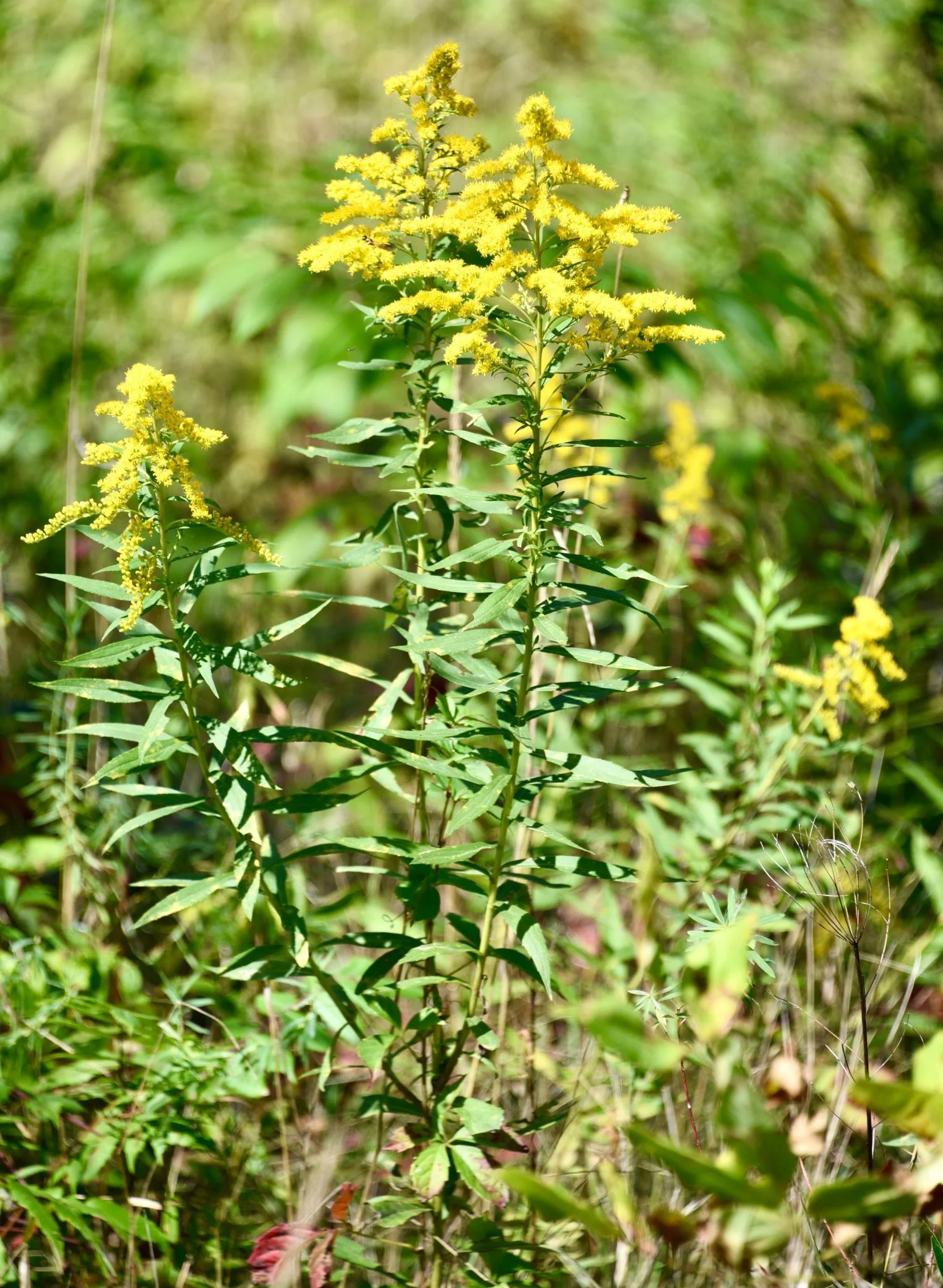 DSC_7117.JPG