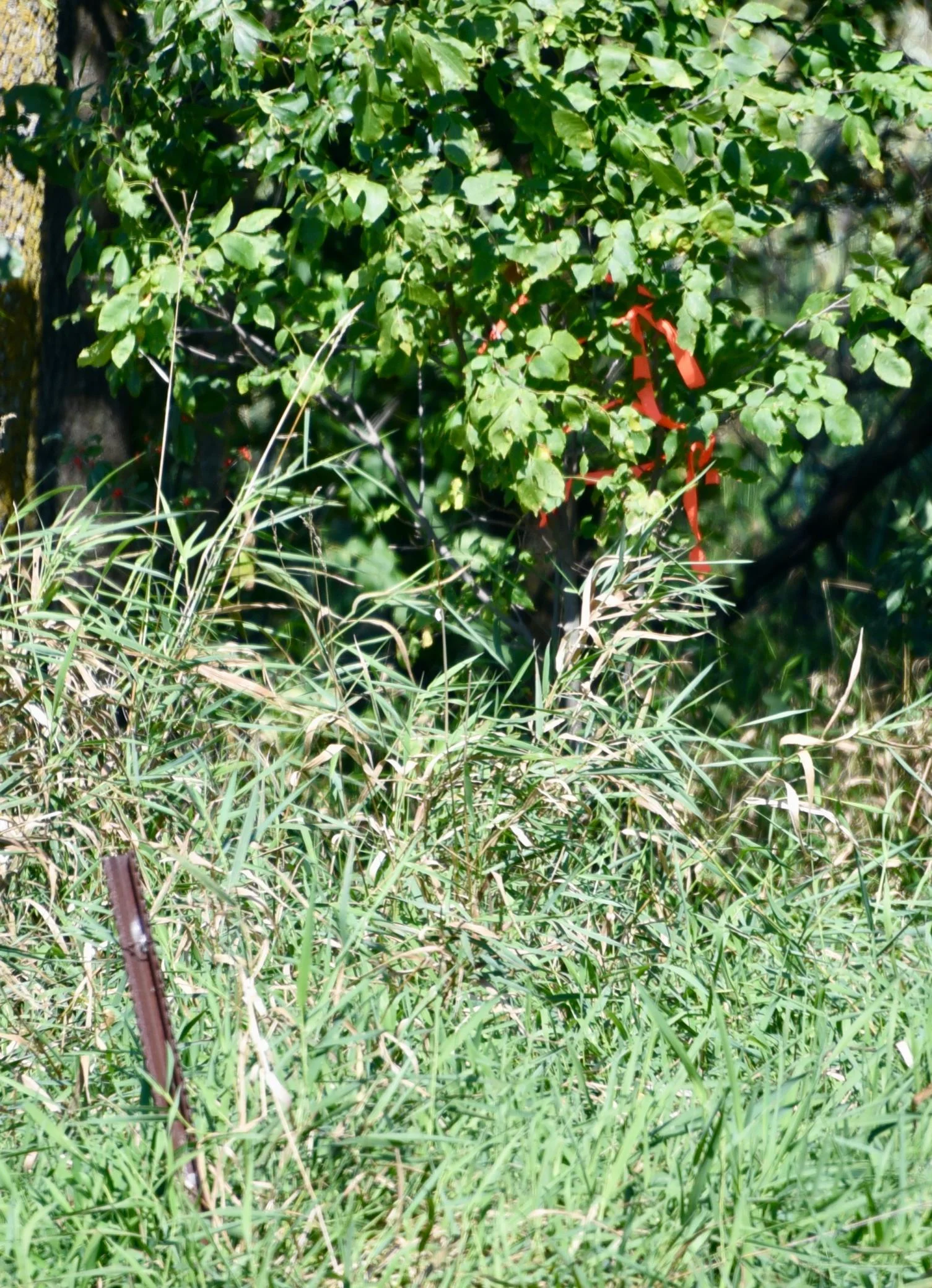 DSC_7080.JPG