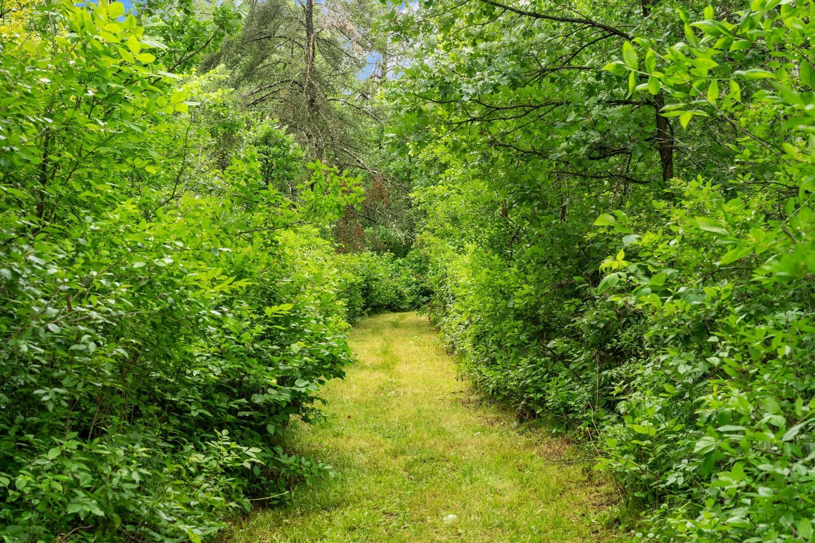 Mowed path thru the woods