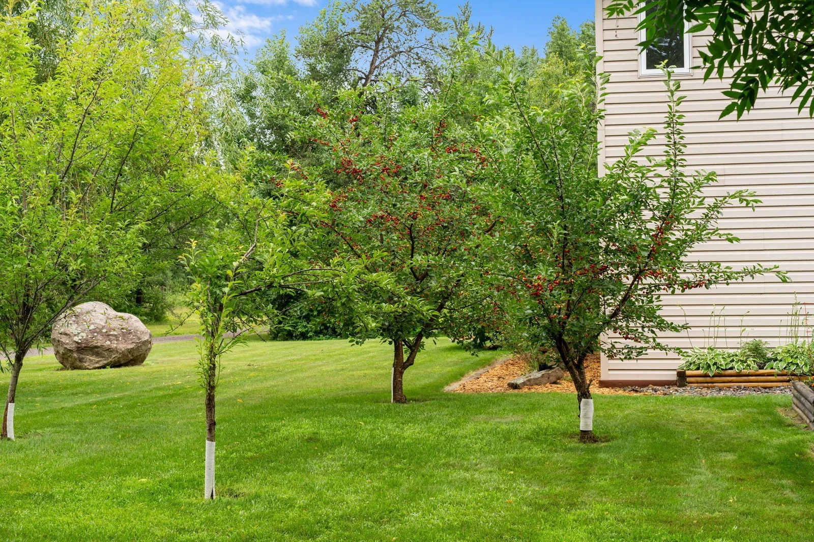Cherry& plum trees