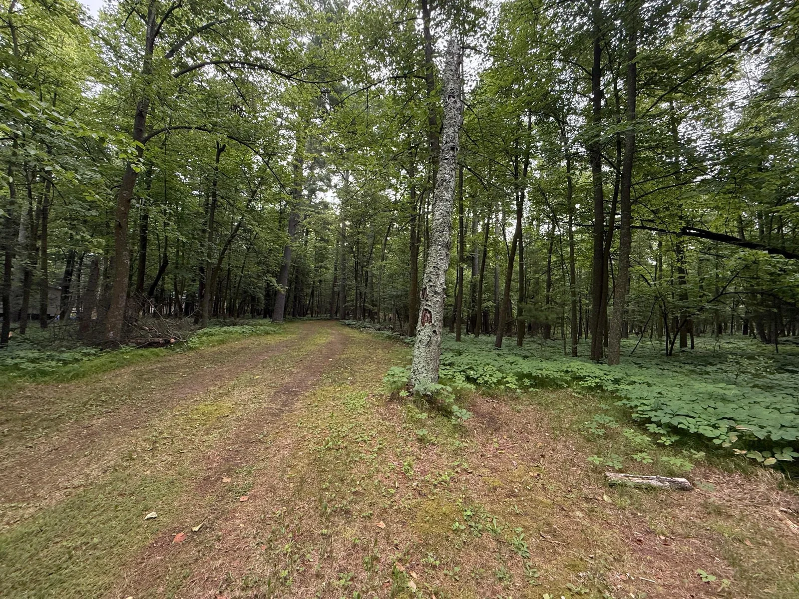 Nicely Wooded Lot