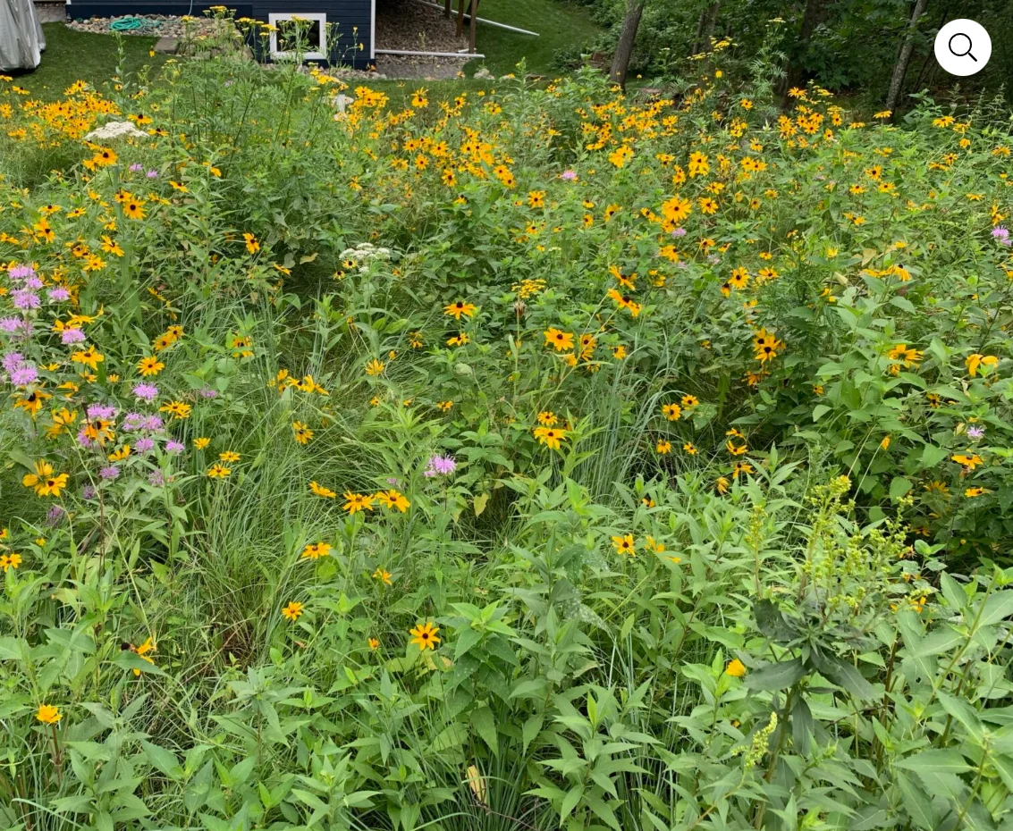 Native plantings - photo taken August 2024