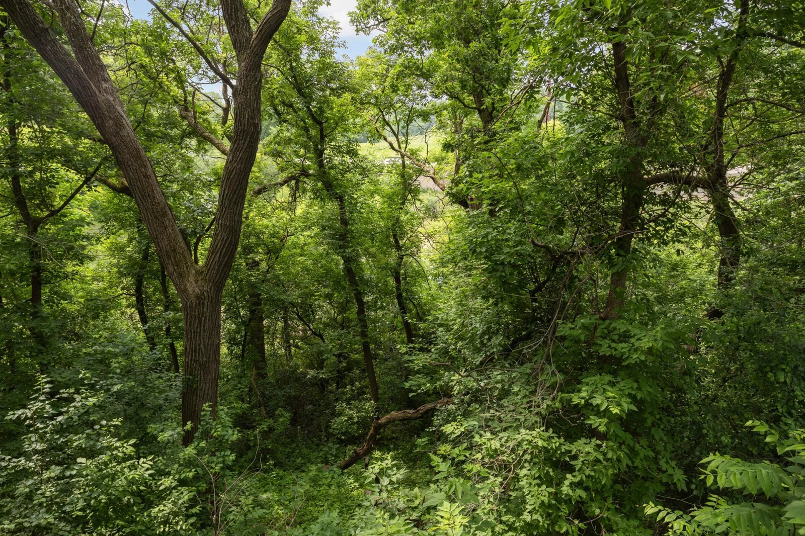View toward pond