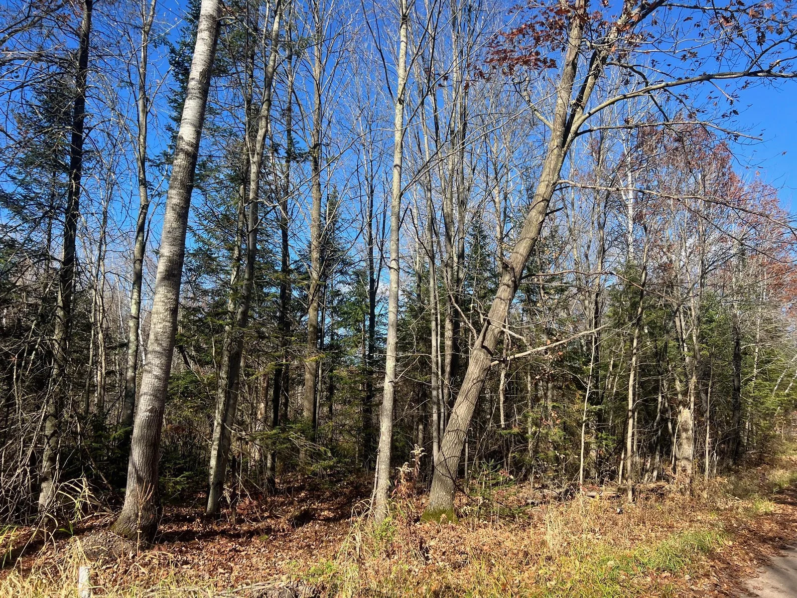 Mature trees on North side of the parcel