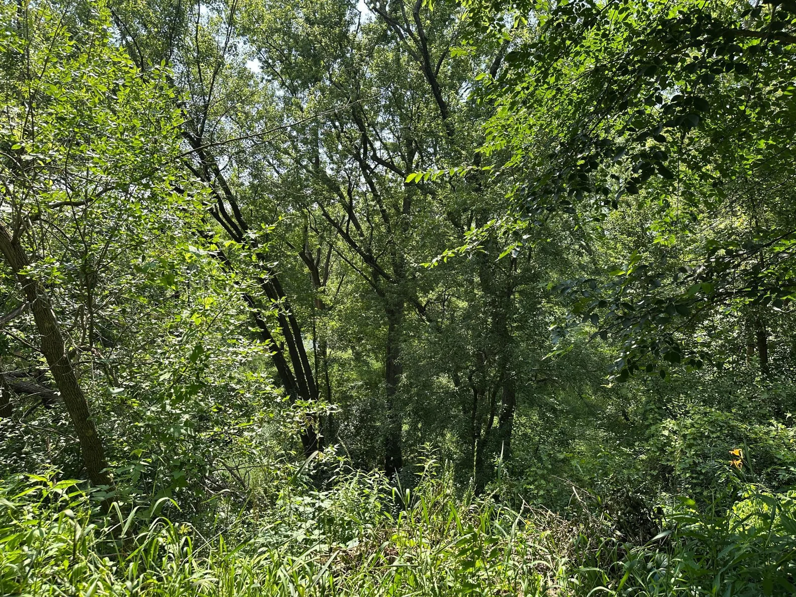 811. woods to waterJPG.JPG
