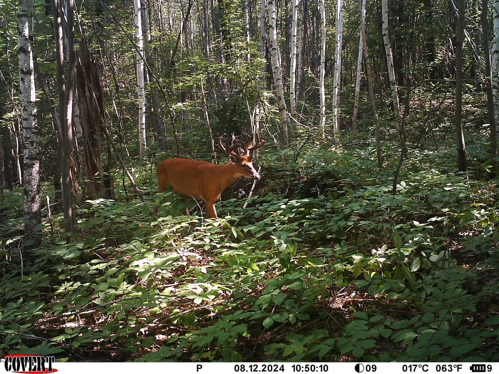 Trail cam photo