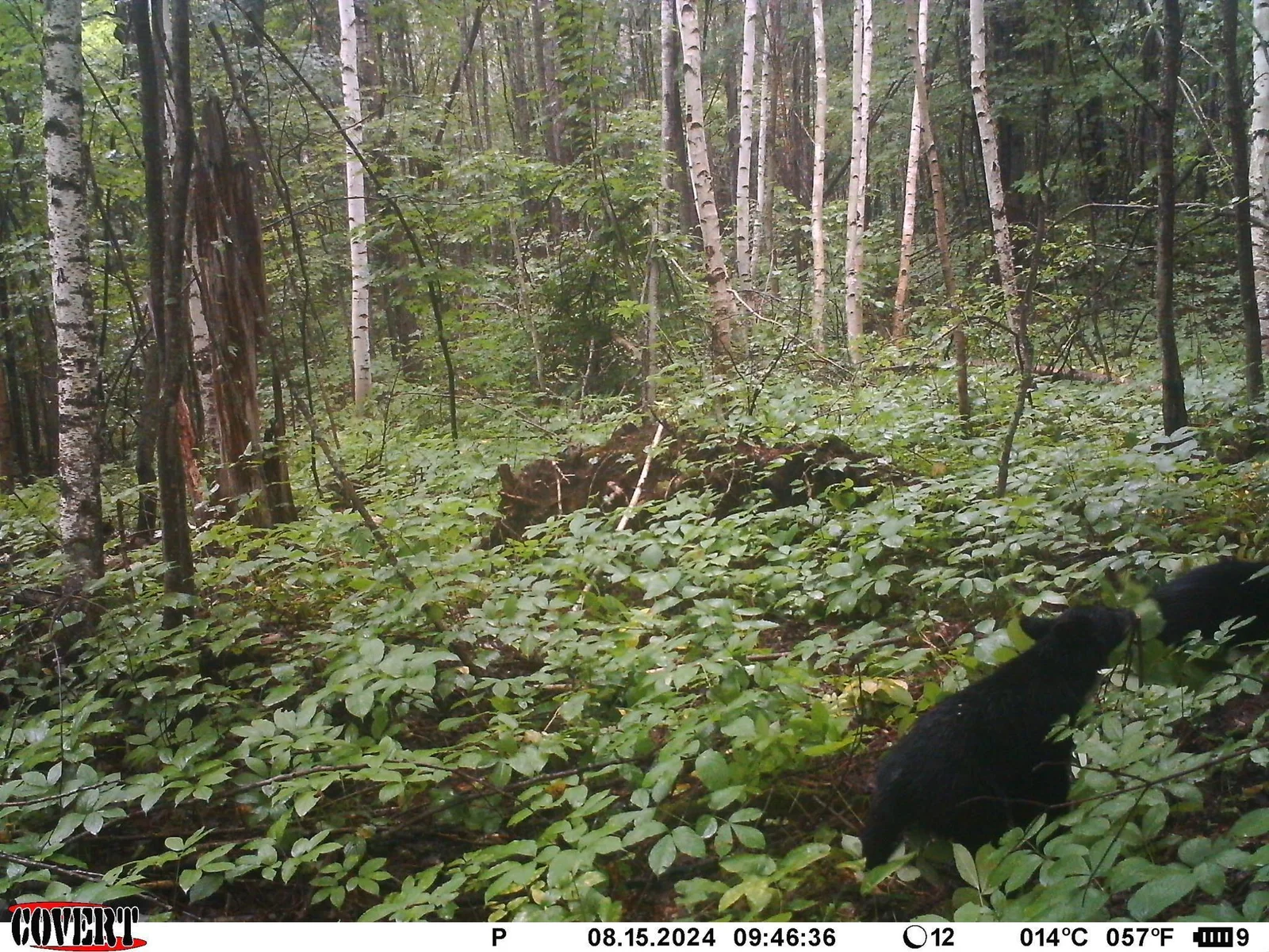 Trail cam