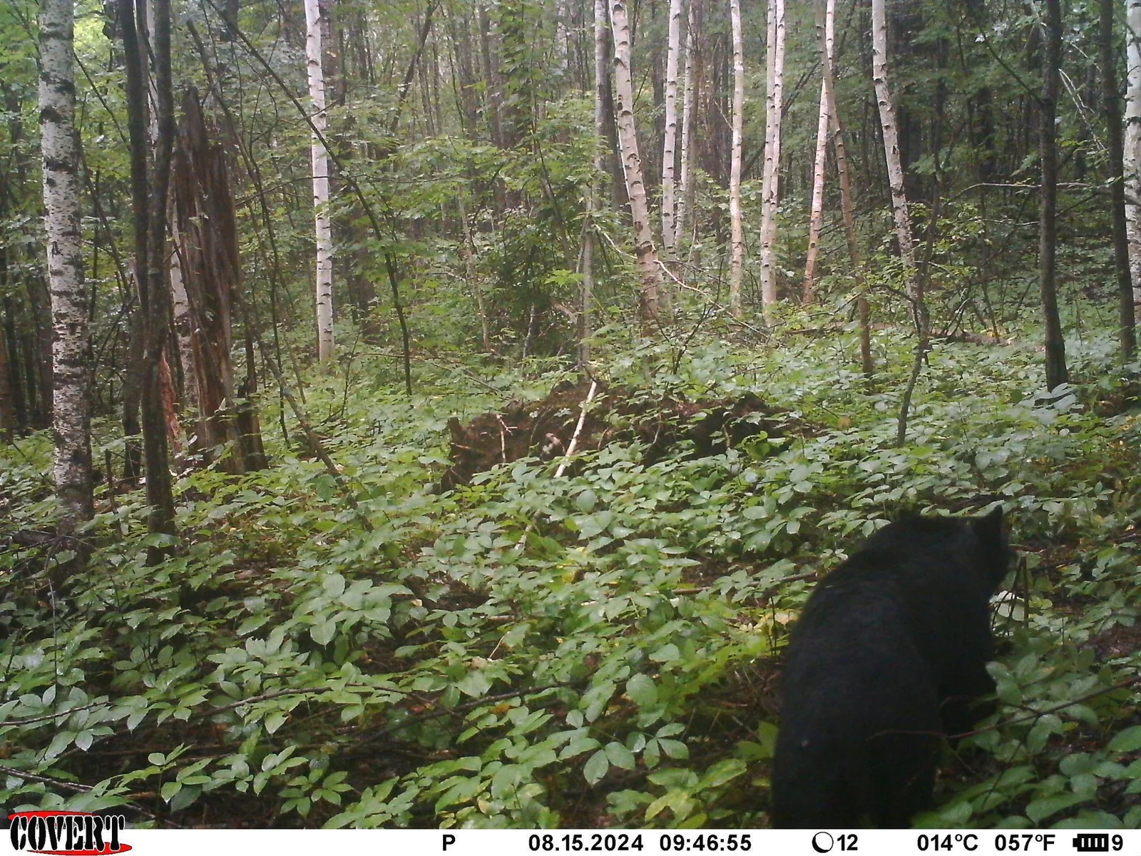 Trail cam