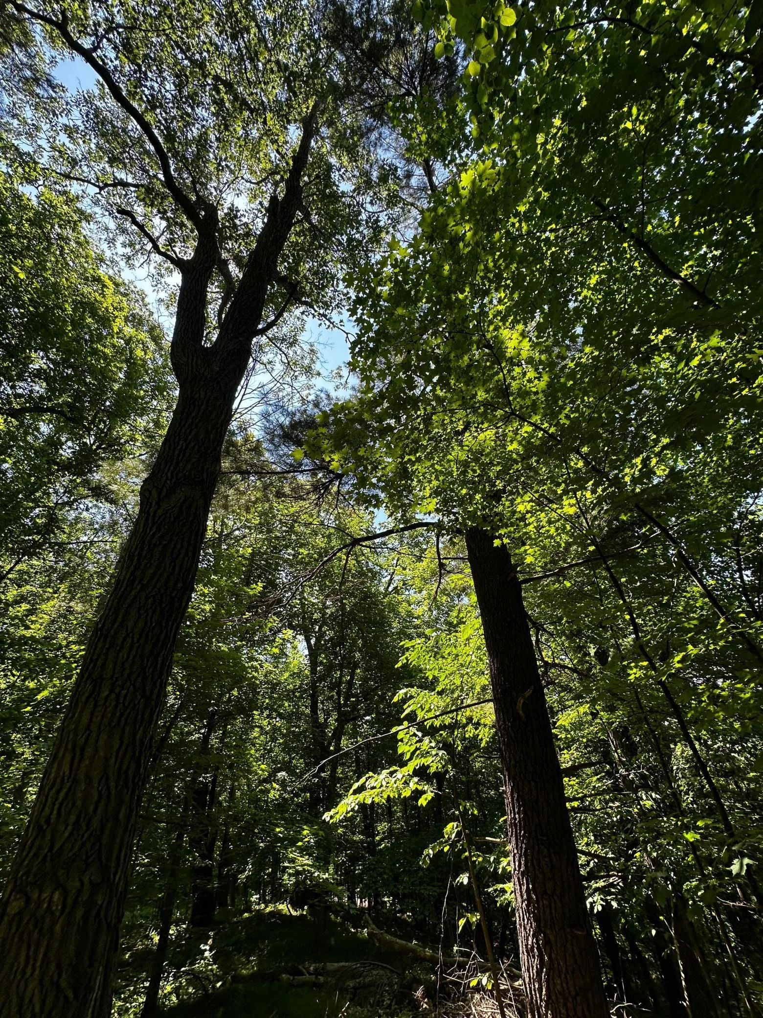 Large Trees on Lot.jpg