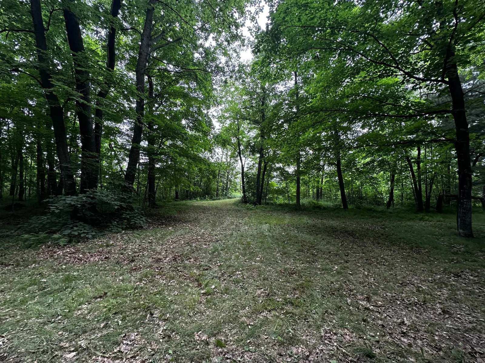 Path to Lake 1 .jpg