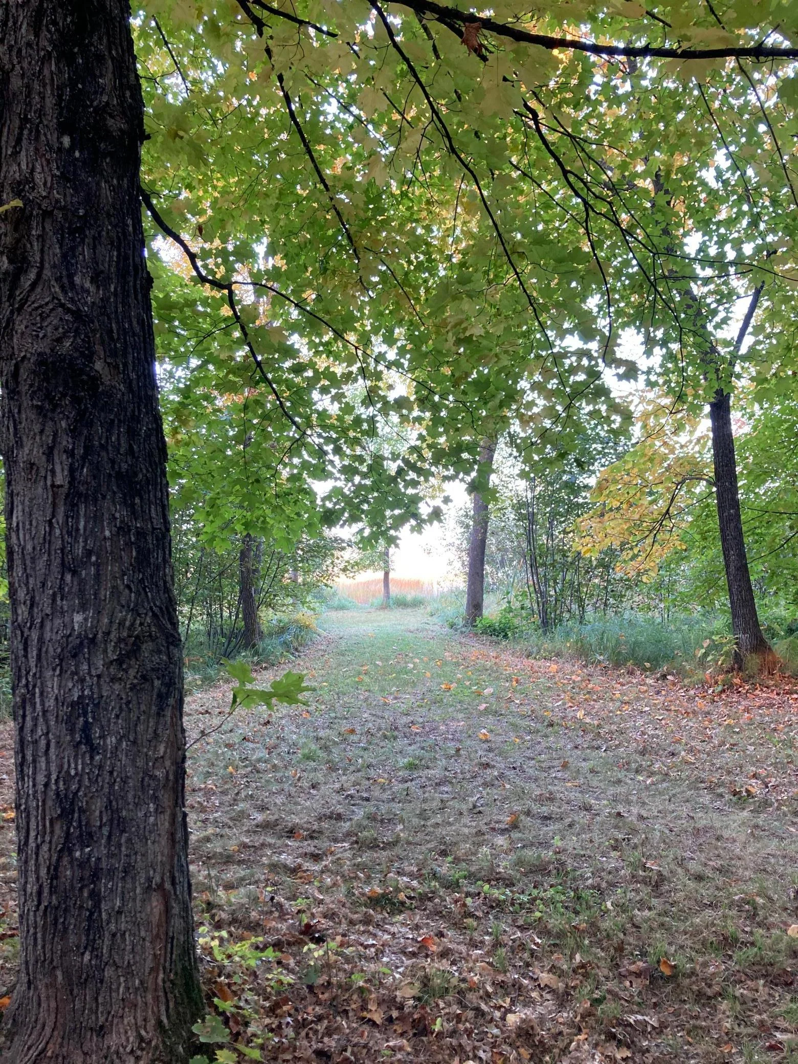 Fall -- Look towards lake.jpg