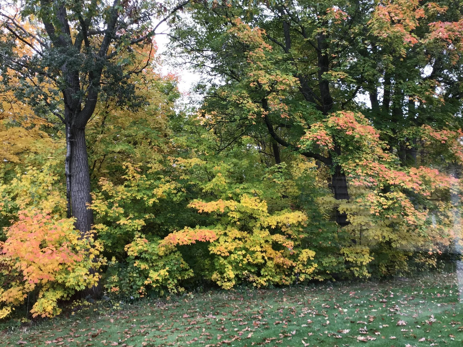 Trees/Lot to East