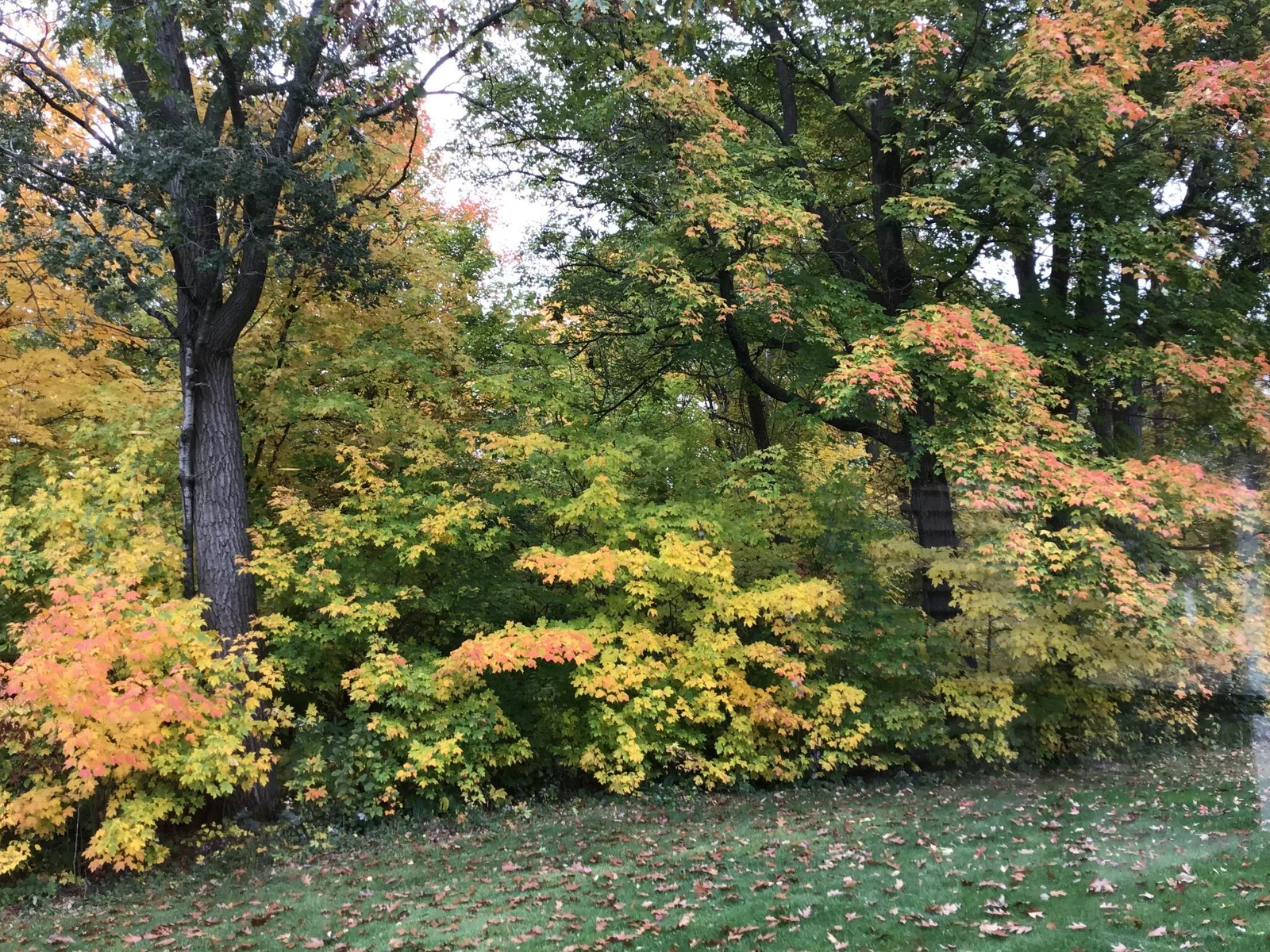 Trees/Lot to East