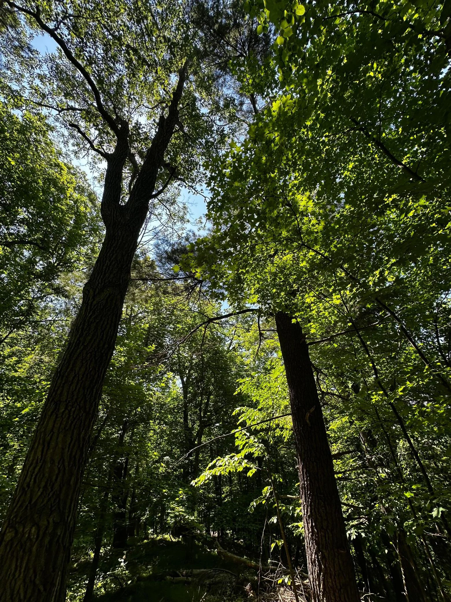 Large Trees on Lot.jpg