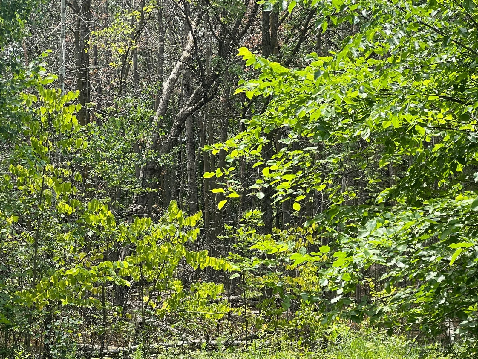 IMG_9201.JPG