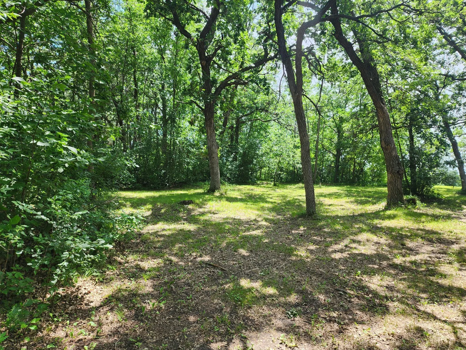 yard (3).jpg