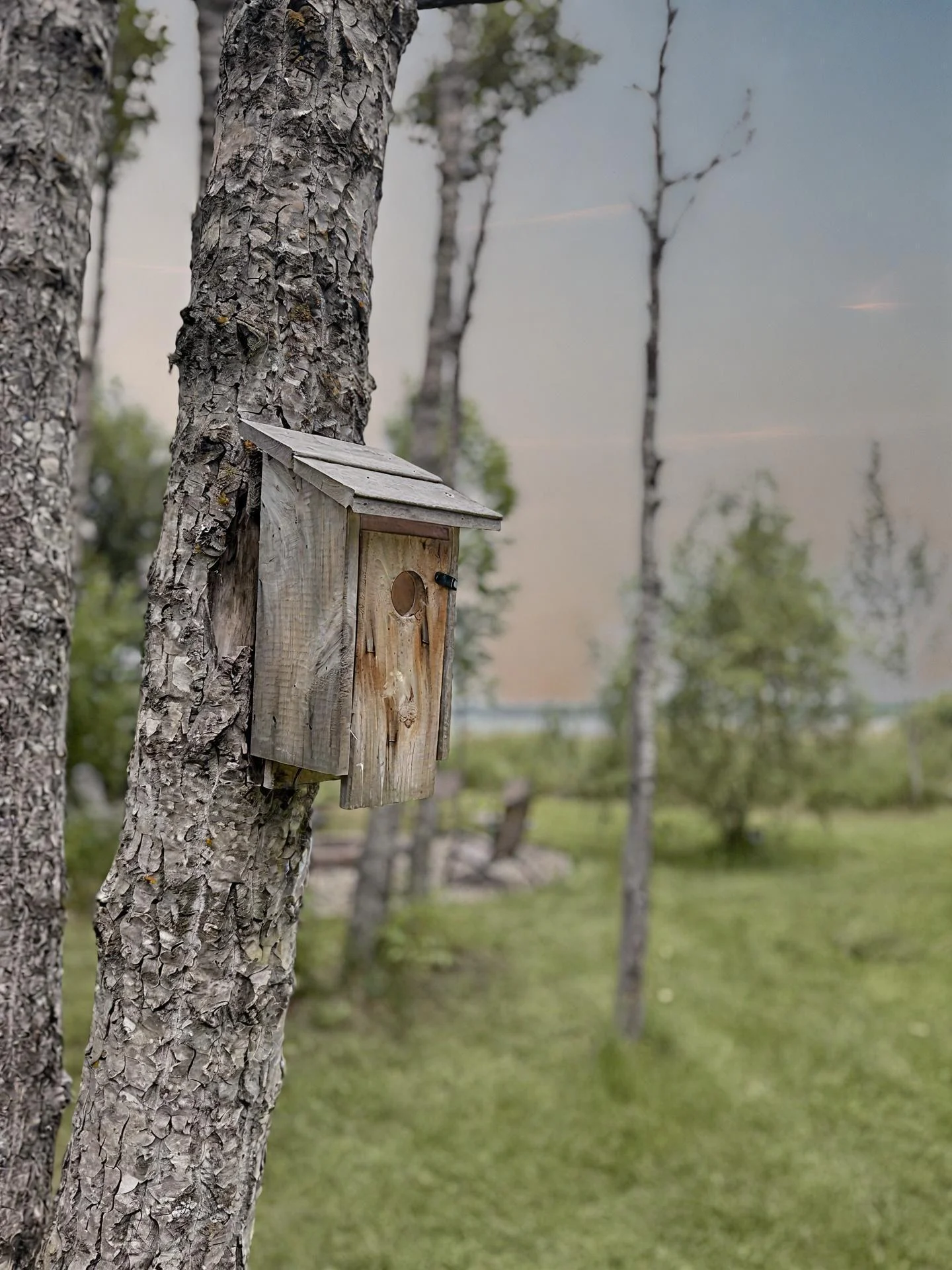 Bird House