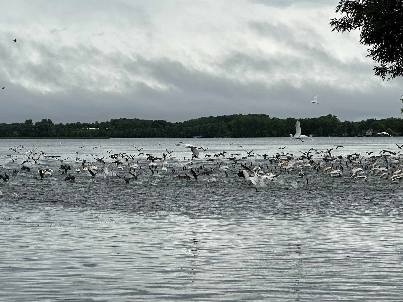 Pelicans and Cormorants
