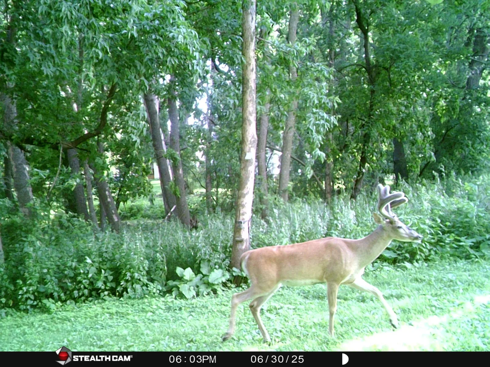 deer6.JPG