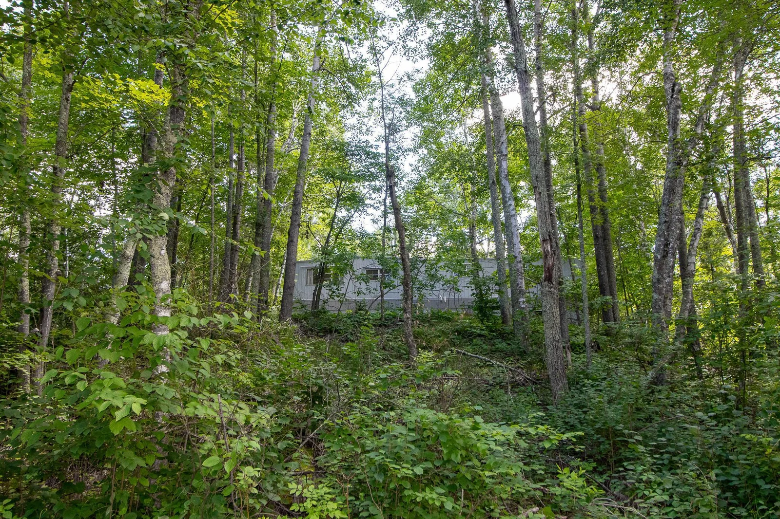 Nicely wooded extra lot next door