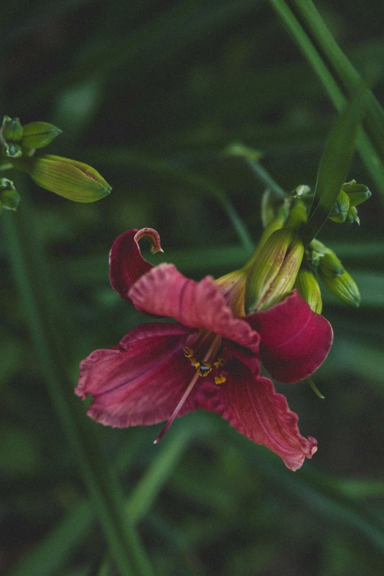 Flowers_009