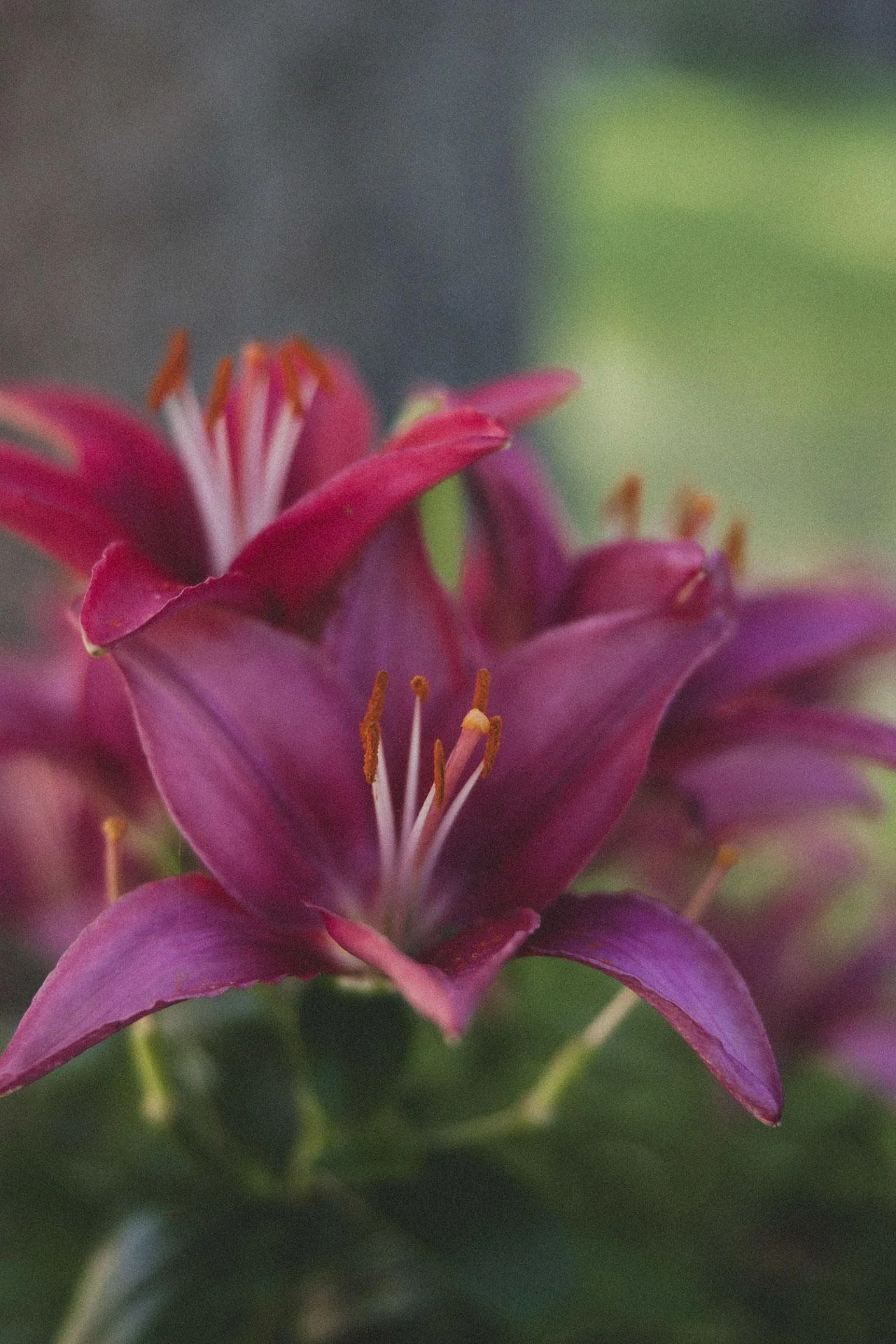 Flowers_002