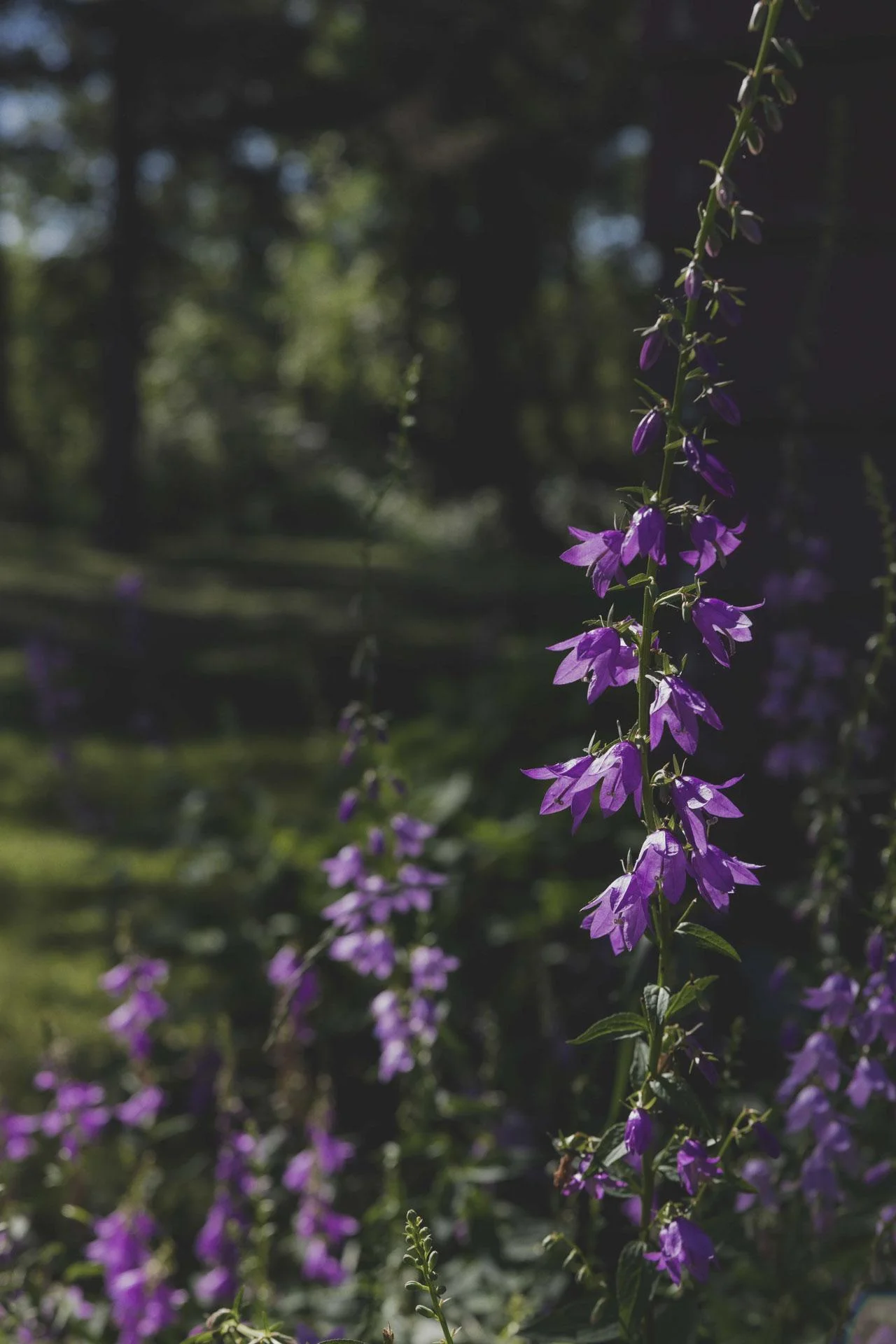 Flowers_001