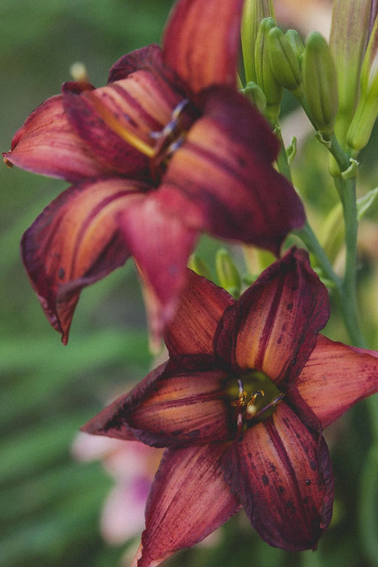 Flowers_008