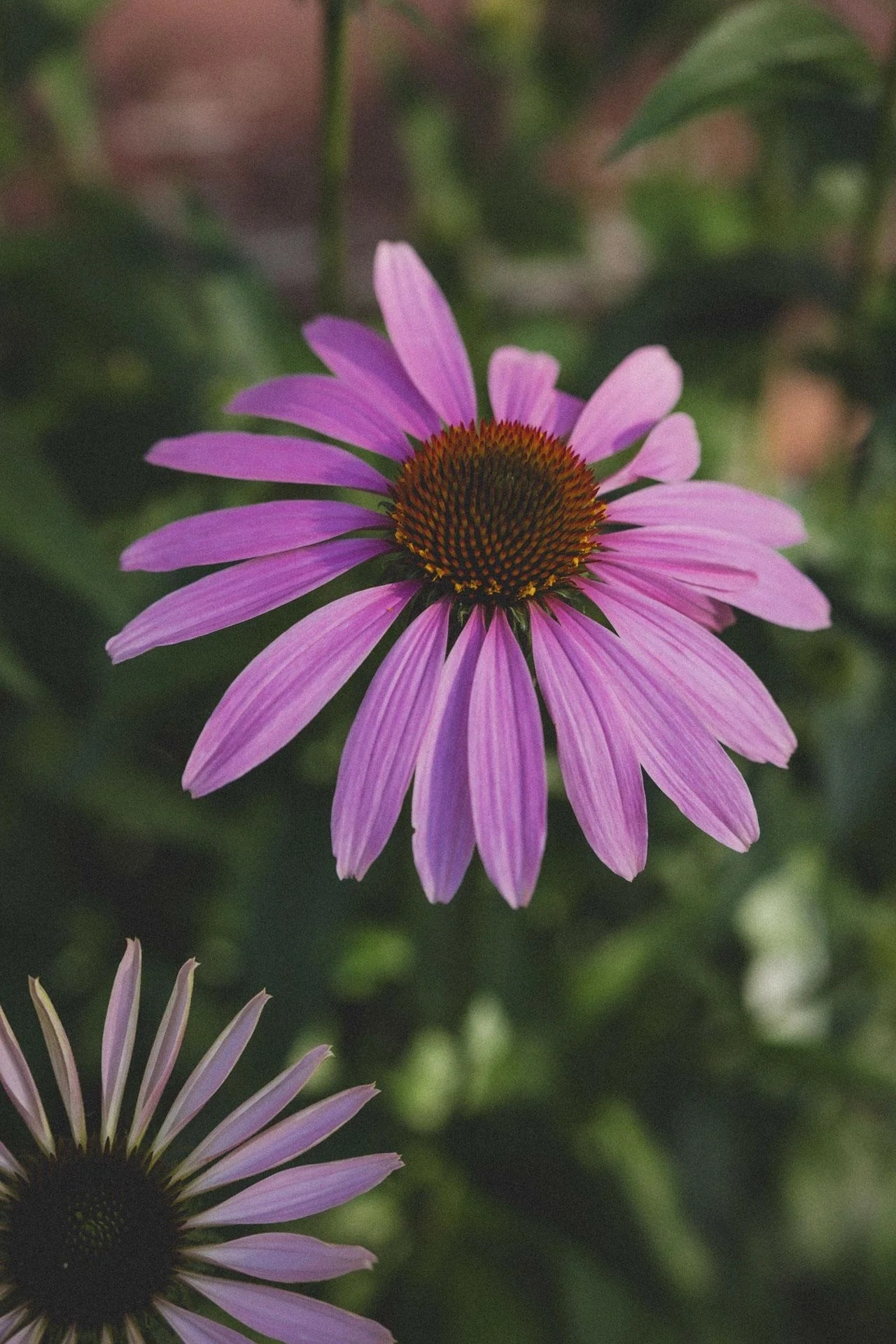 Flowers_006