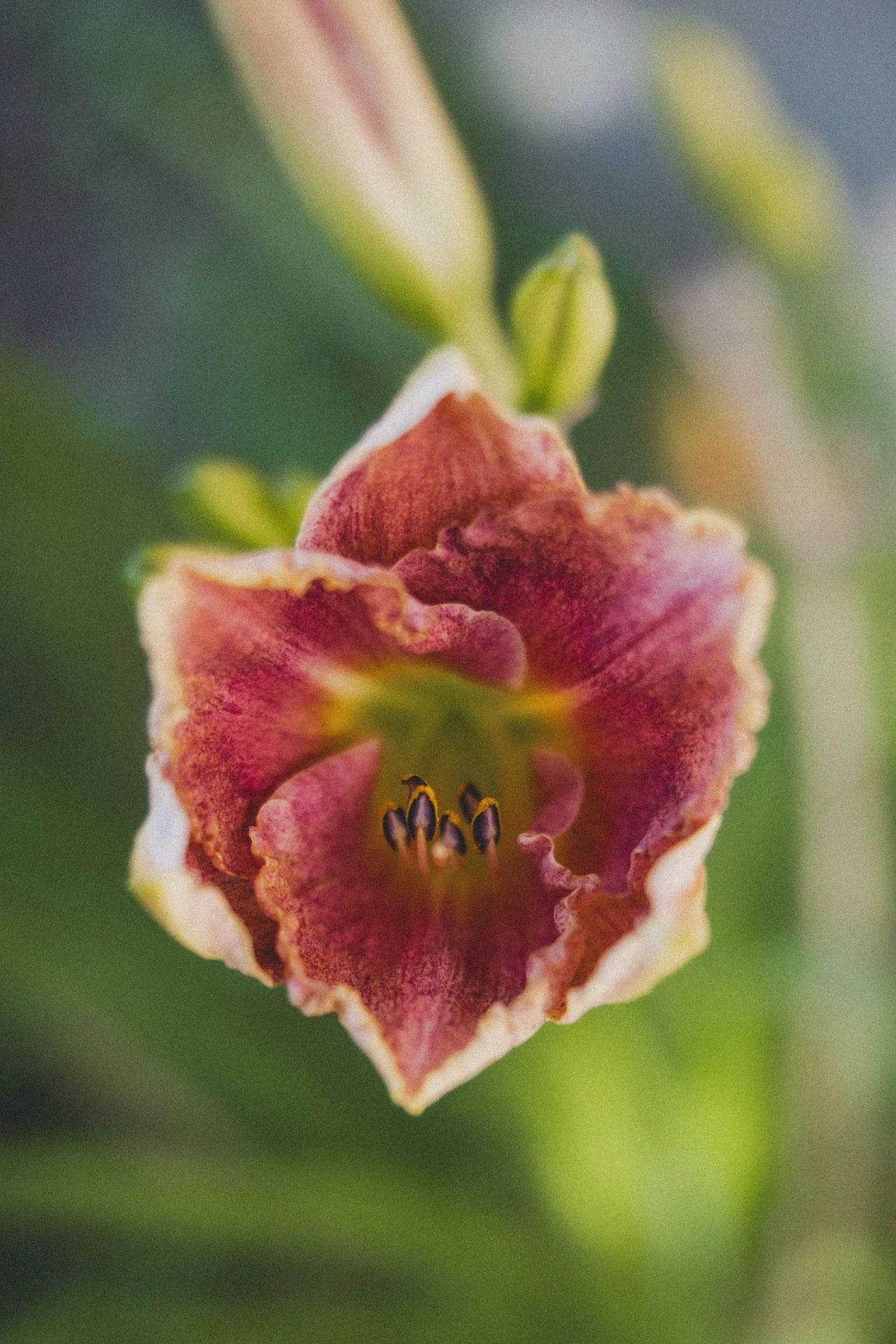 Flowers_004