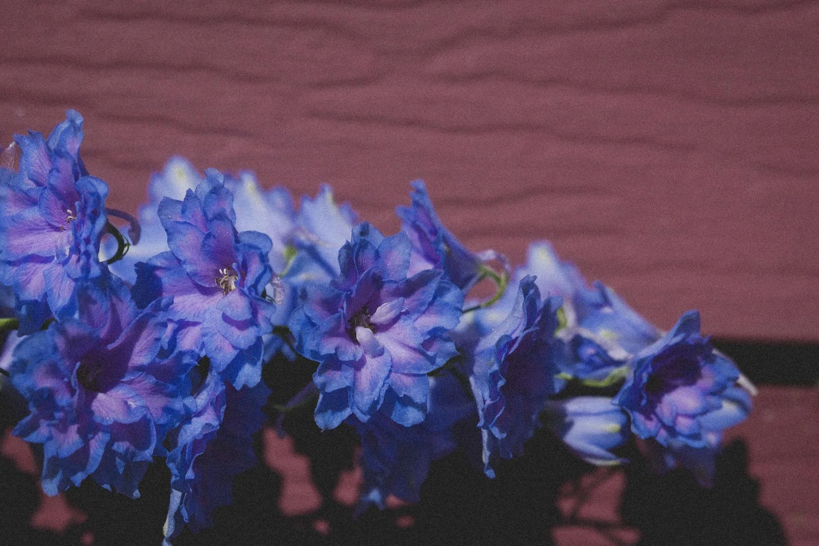 Flowers_005