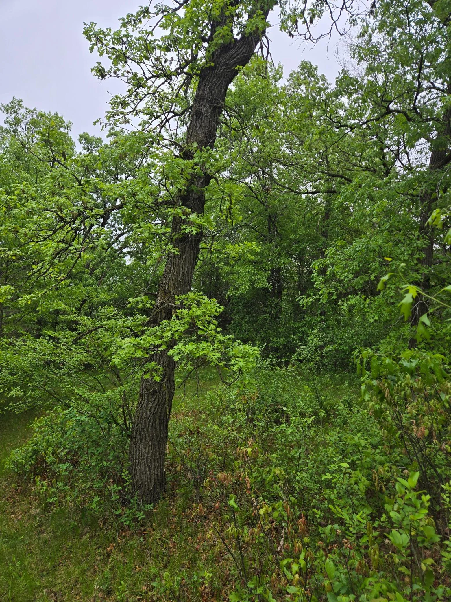 20250517_080156.jpg