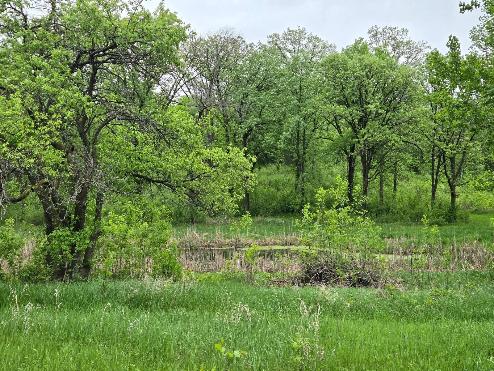 20250517_080830.jpg