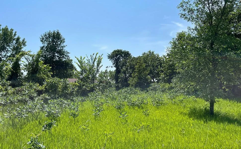 05 Trees2.jpg